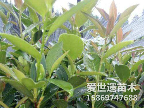 三华油茶杯苗