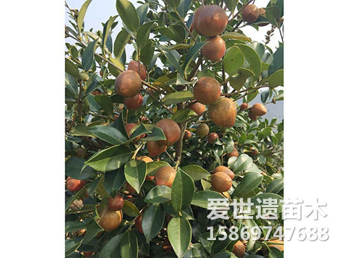 油茶果（近）