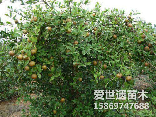 油茶果-湘林-210