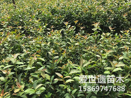 三年生油茶苗