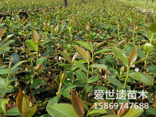 两年油茶杯苗