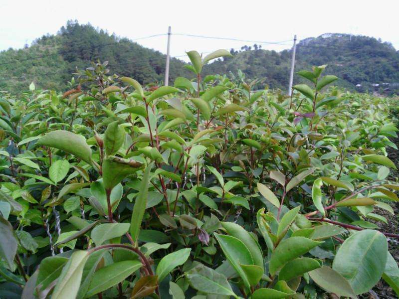 海南红花油茶苗