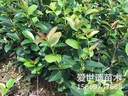 两年油茶杯苗