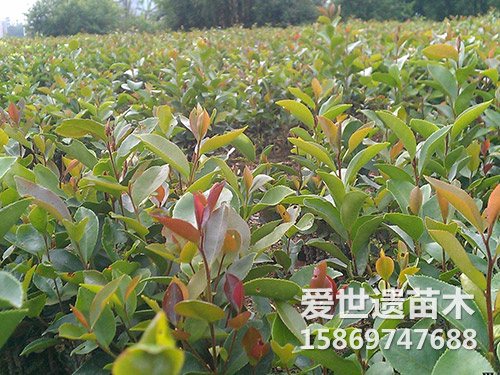 广西红花油茶苗
