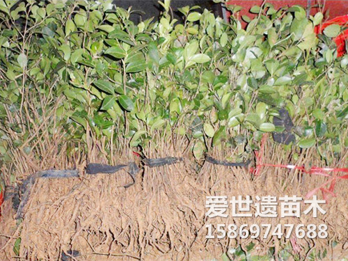 海南红花油茶苗（捆）