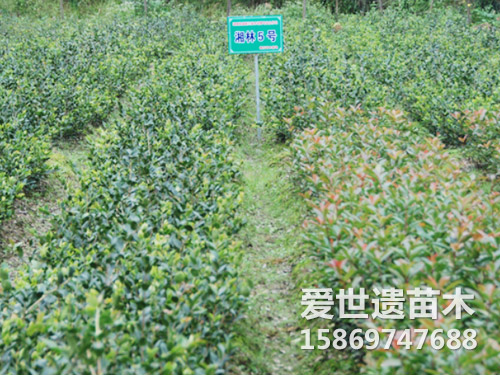 湘林油茶苗 5号