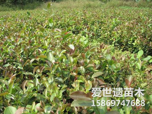湘林78号油茶苗