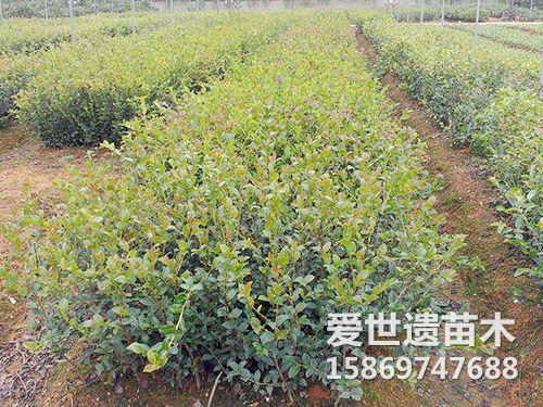长林两年生裸苗