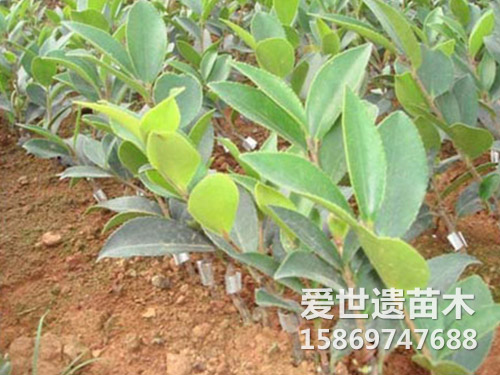 长林系列油茶苗
