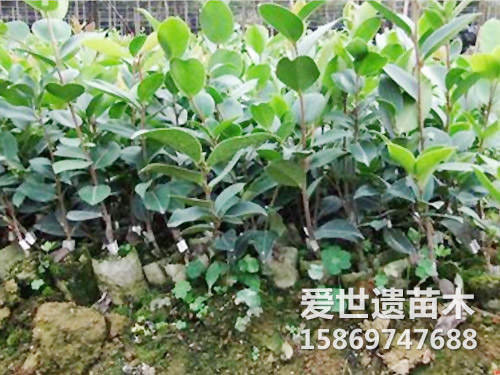 岑溪软枝油茶苗