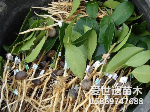 岑溪软枝油茶苗嫁接