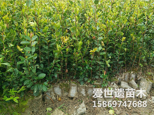 两年轻基质容器苗