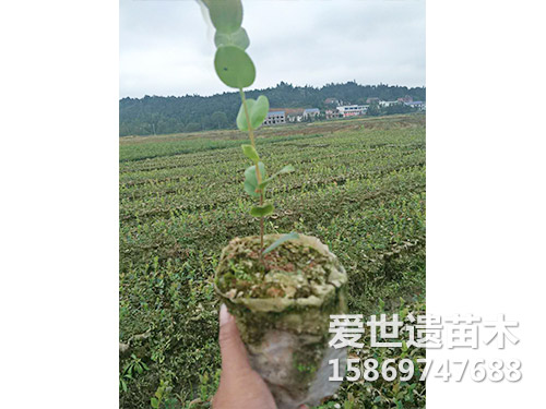 一年三华油茶杯苗