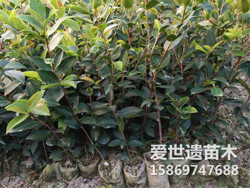 两年生容器杯苗