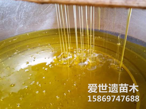 茶油
