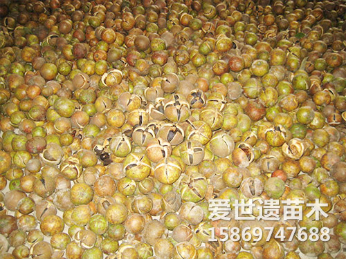 黔溪软枝油茶子