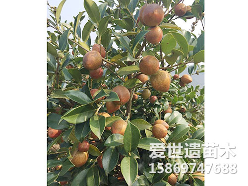 油茶果（近）