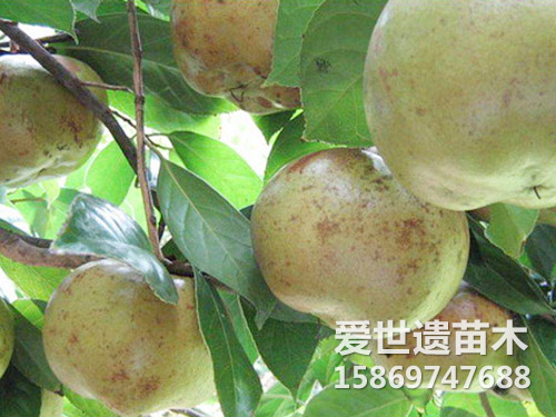 湘林油茶果 210号