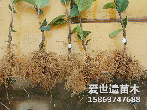 油茶苗根