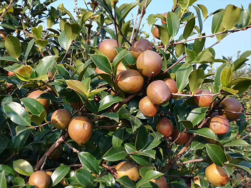 油茶树挂果 