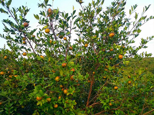 油茶树挂果 