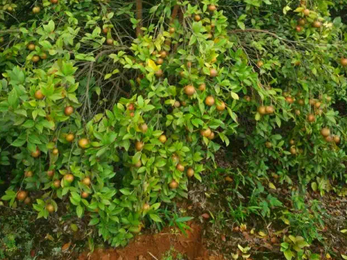 油茶树挂果 