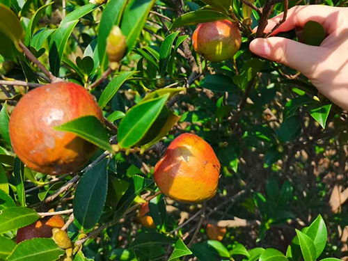 油茶树挂果 