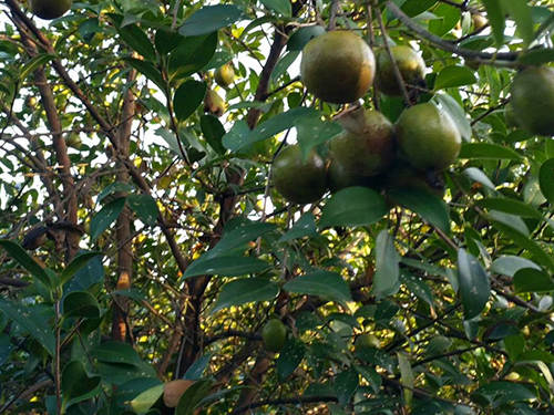 油茶树挂果 