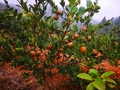 油茶树挂果 