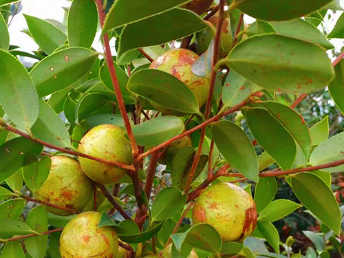 油茶树挂果 