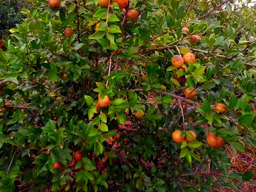 油茶树挂果 