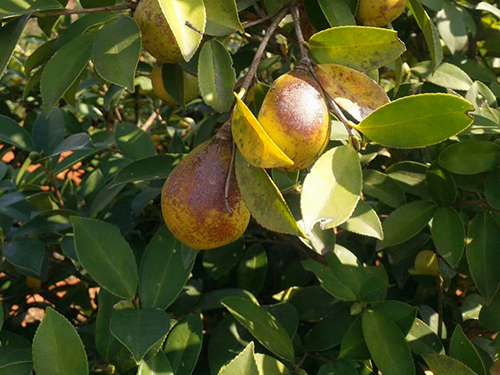 油茶树挂果 