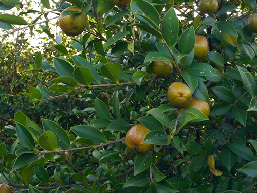 油茶树挂果 