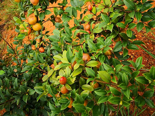 油茶树挂果 