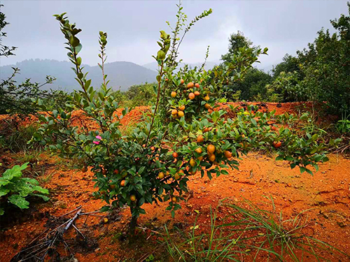 油茶树挂果 