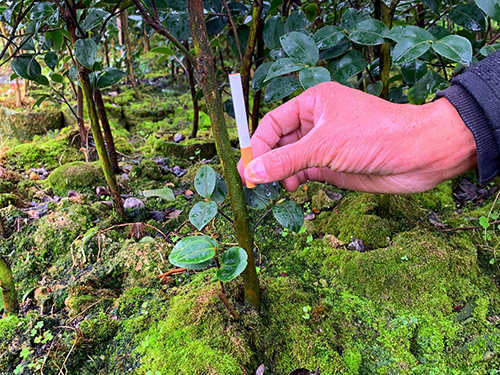 三年生油茶苗