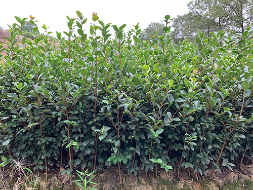 三年生油茶苗